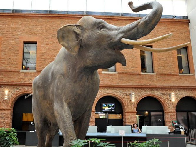 J’organise, pour mes petits dessinateurs préférés, une visite au Muséum d’histoire naturelle 35 allées Jules Guesde - 31000 Toulouse - pour y « croquer » des animaux empaillés ! Le dimanche 06 février 2022 De 11h00 à 12h30, pour tous les groupes «Les animaux » sont un très joli thème que nous allons exploiter au maximum pendant le trimestre : étude des proportions, des « gueules, des empreintes, de matières diverses (fourrure, peau lisse ou écaillée….), de la mode « animale », des fables de la Fontaine, des expressions « animales » etc...